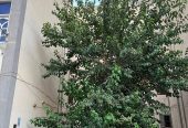 شقه للبيع الحى 3 مجاورة ثانية عمارات تعاونيات الدور الارضي